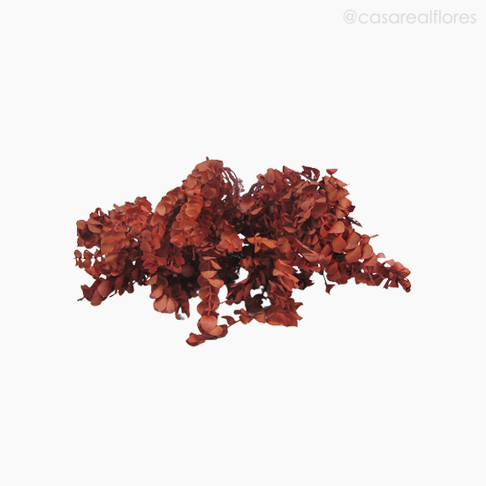 Imagem 5 do produto Costela de Adão Seca - Vermelho (0124846)