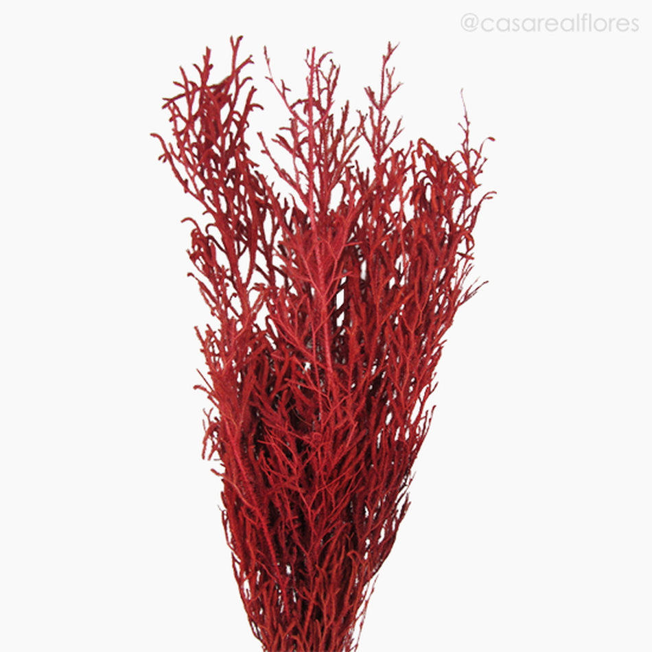 Imagem 3 do produto Capim Licopódio Colorido - Vermelho (0125396)