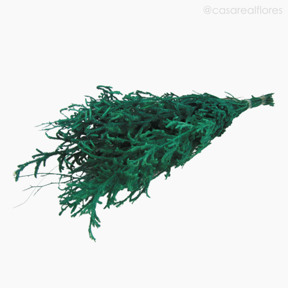 Imagem 4 do produto Capim Licopódio Colorido - Verde Escuro (01253910)