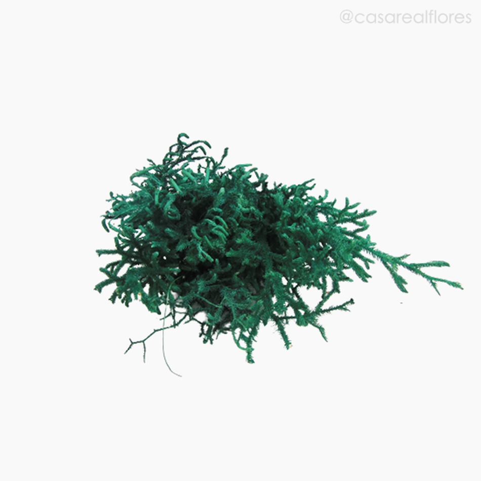 Imagem 5 do produto Capim Licopódio Colorido - Verde Escuro (01253910)