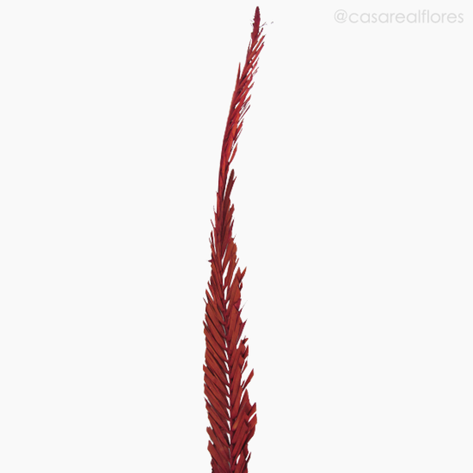 Imagem 3 do produto Palmeira Natural Seca Longa - Vermelho (0123836)