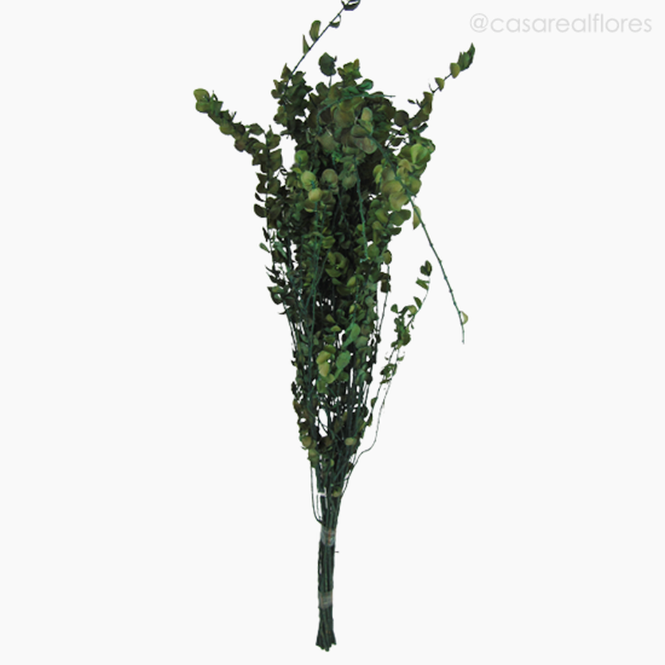 Imagem 1 do produto Costela de Adão Seca - Verde (01248410)