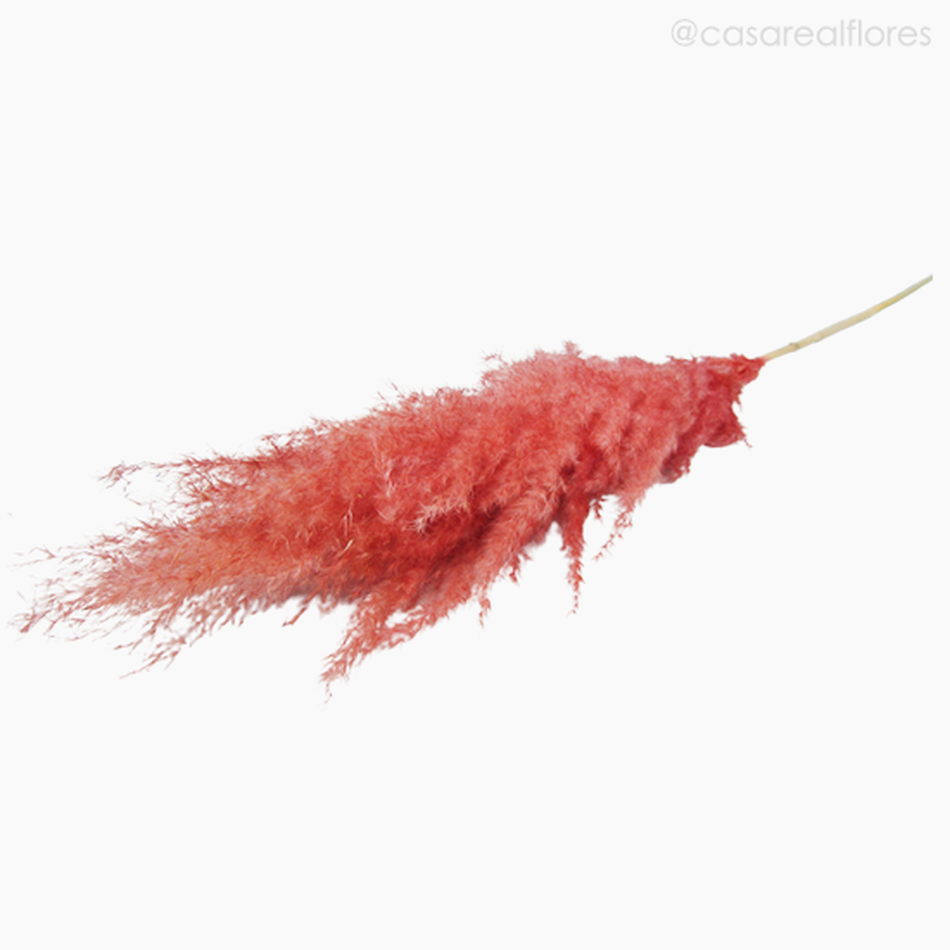 Imagem 4 do produto Capim dos Pampas Colorido - Vermelho (0120076)