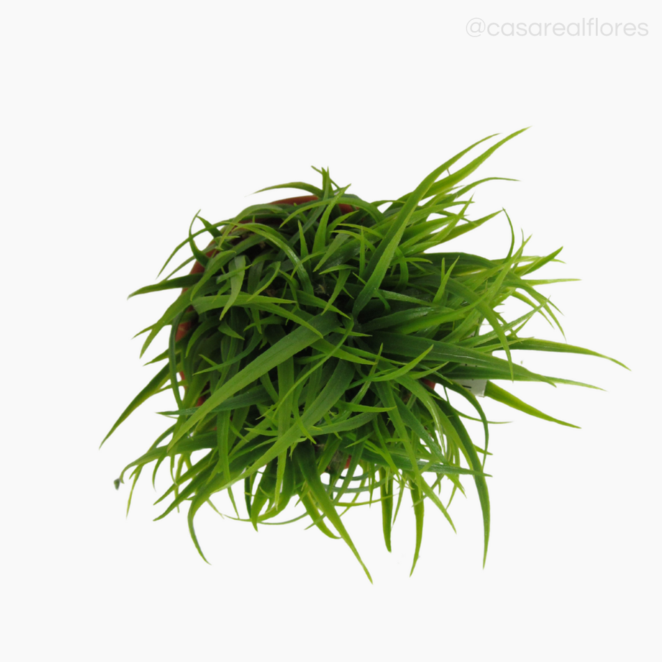 Imagem 4 do produto Pick Podocar no Vasinho (7885)