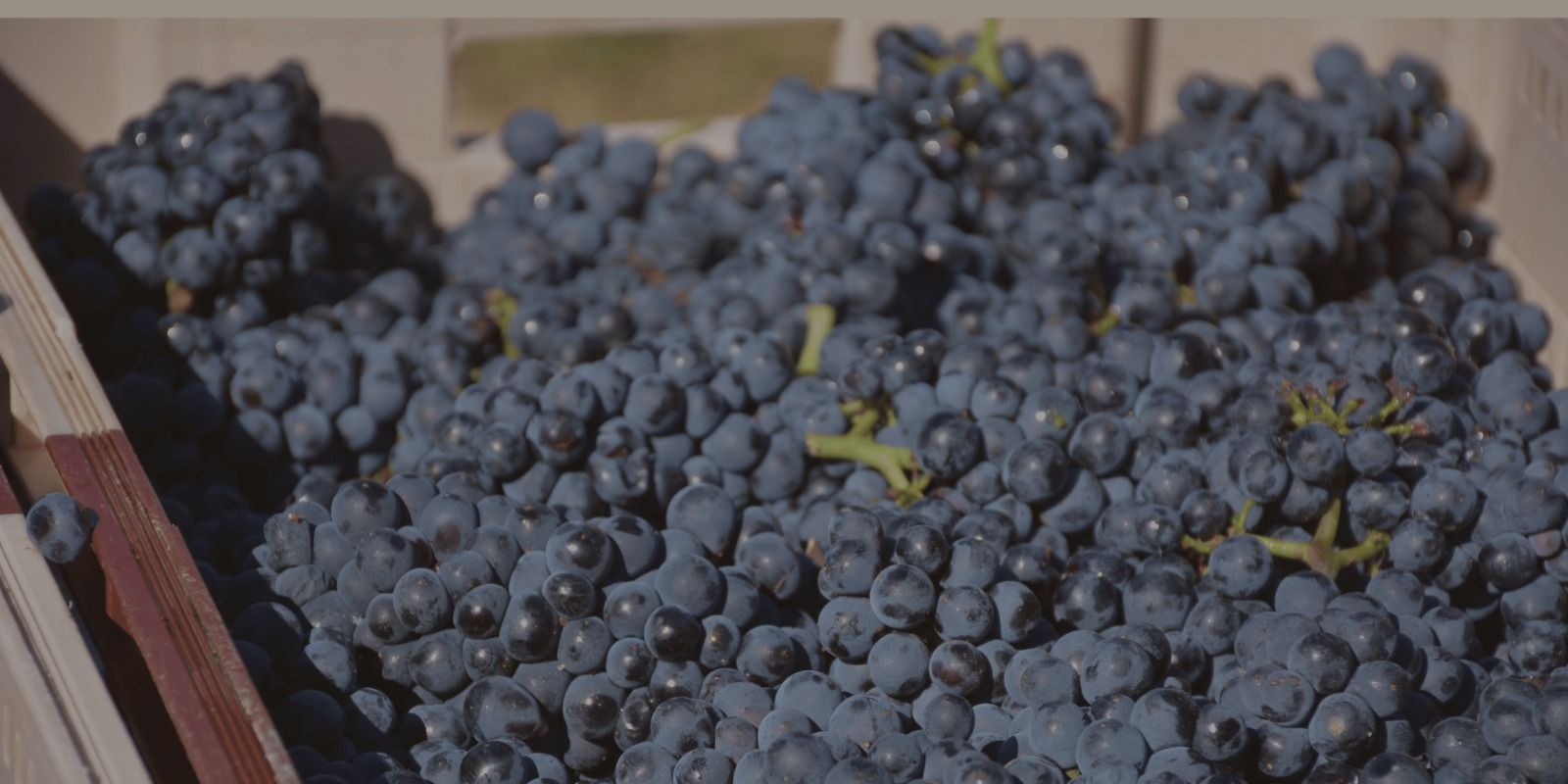 Home - Fullbanner Mobile - Dia Pinot Noir