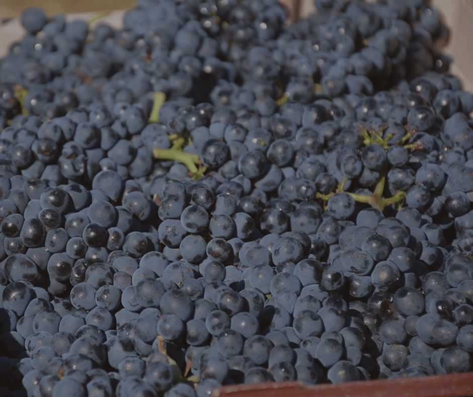 Home - Fullbanner - Dia Pinot Noir