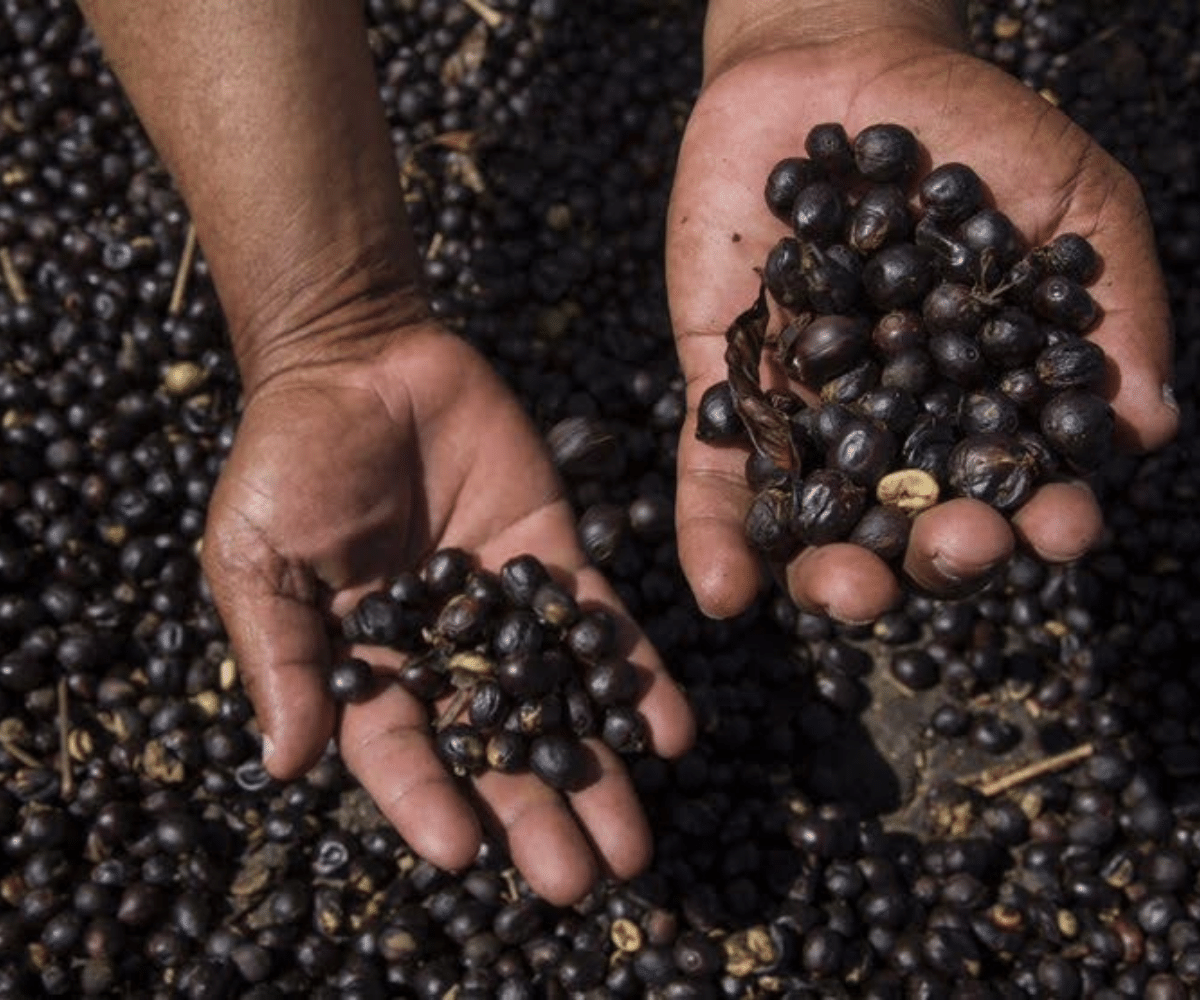 Grãos para Espresso - Cafeoteca - Loja de Cafés Especiais