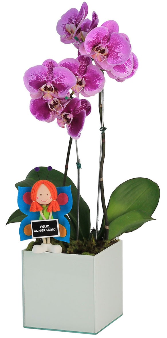 Orquídea Birthday - Floricultura Ideal
