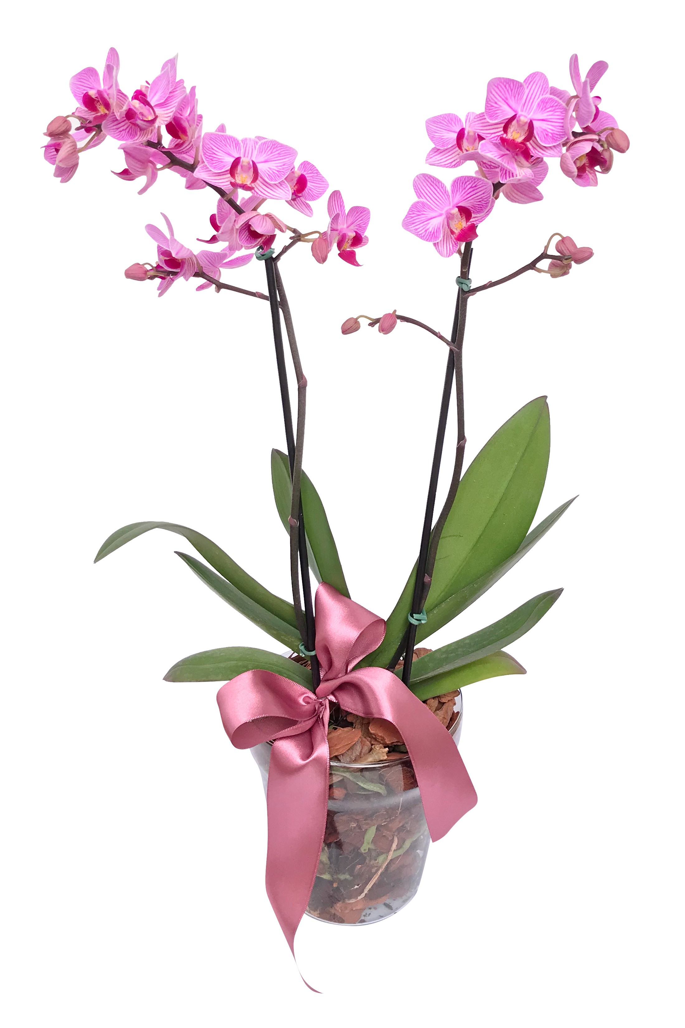Orquídeas - Floricultura Ideal
