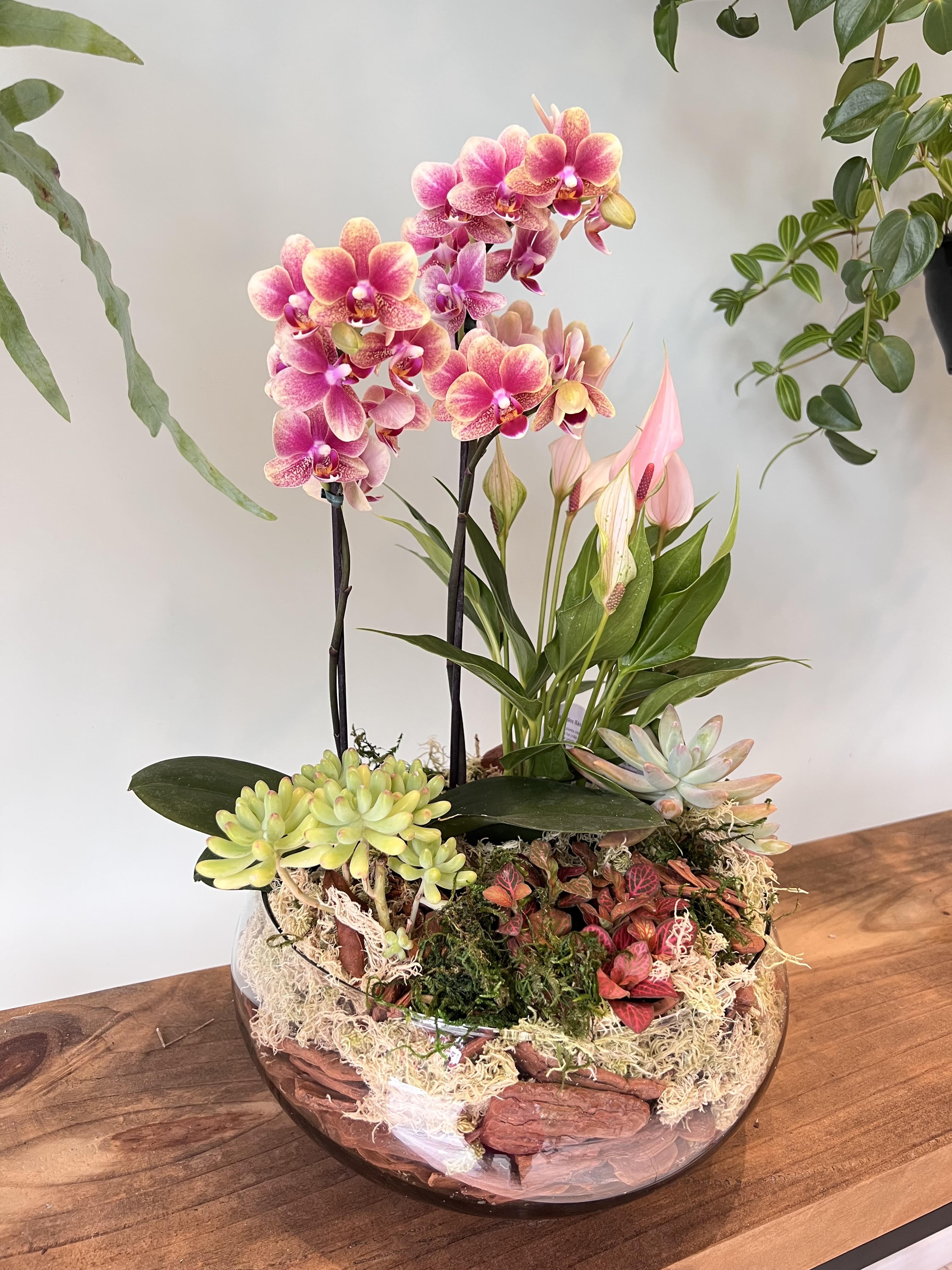 Foto do produto Jardim de Orquídeas