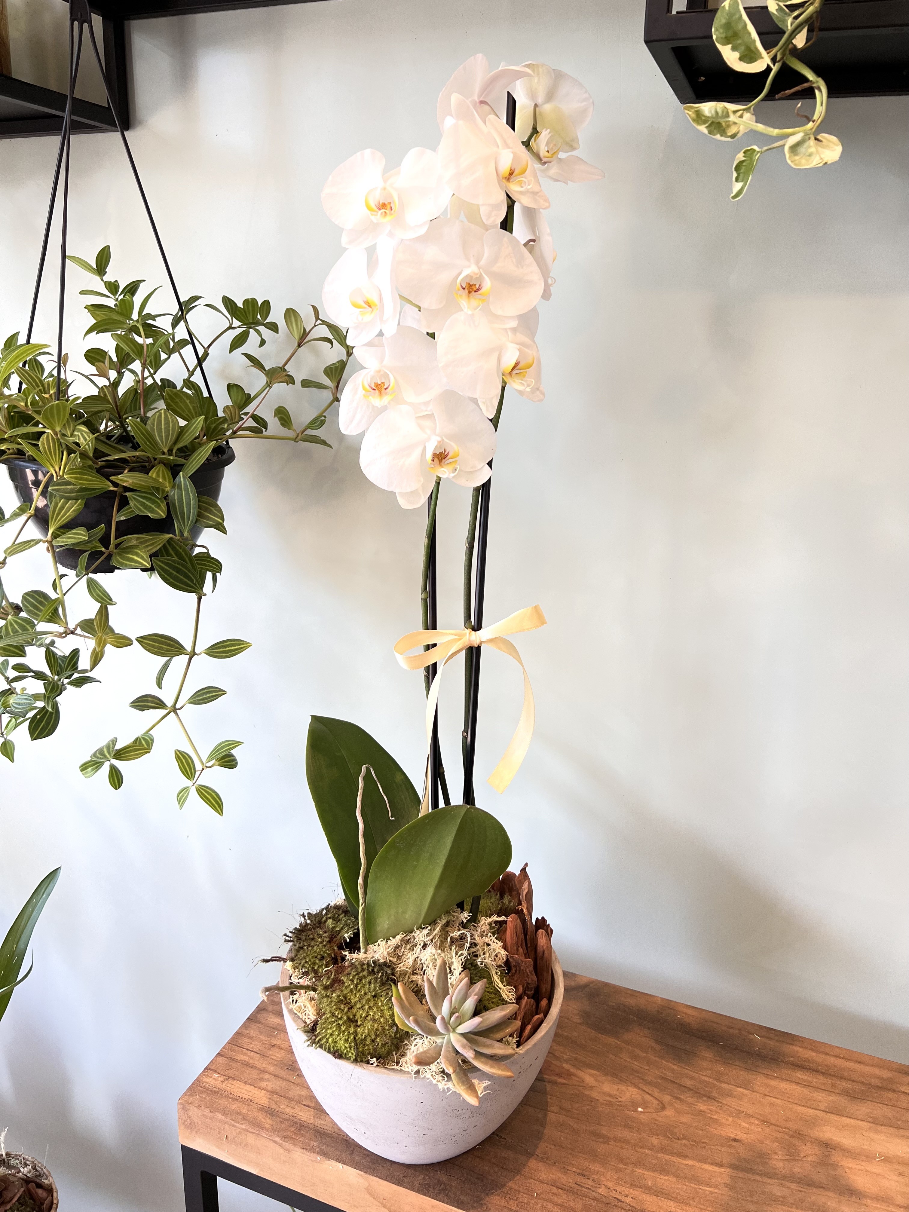 Foto do produto Orquídea & Suculenta