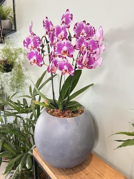 Foto do produto Orquídea Exuberante