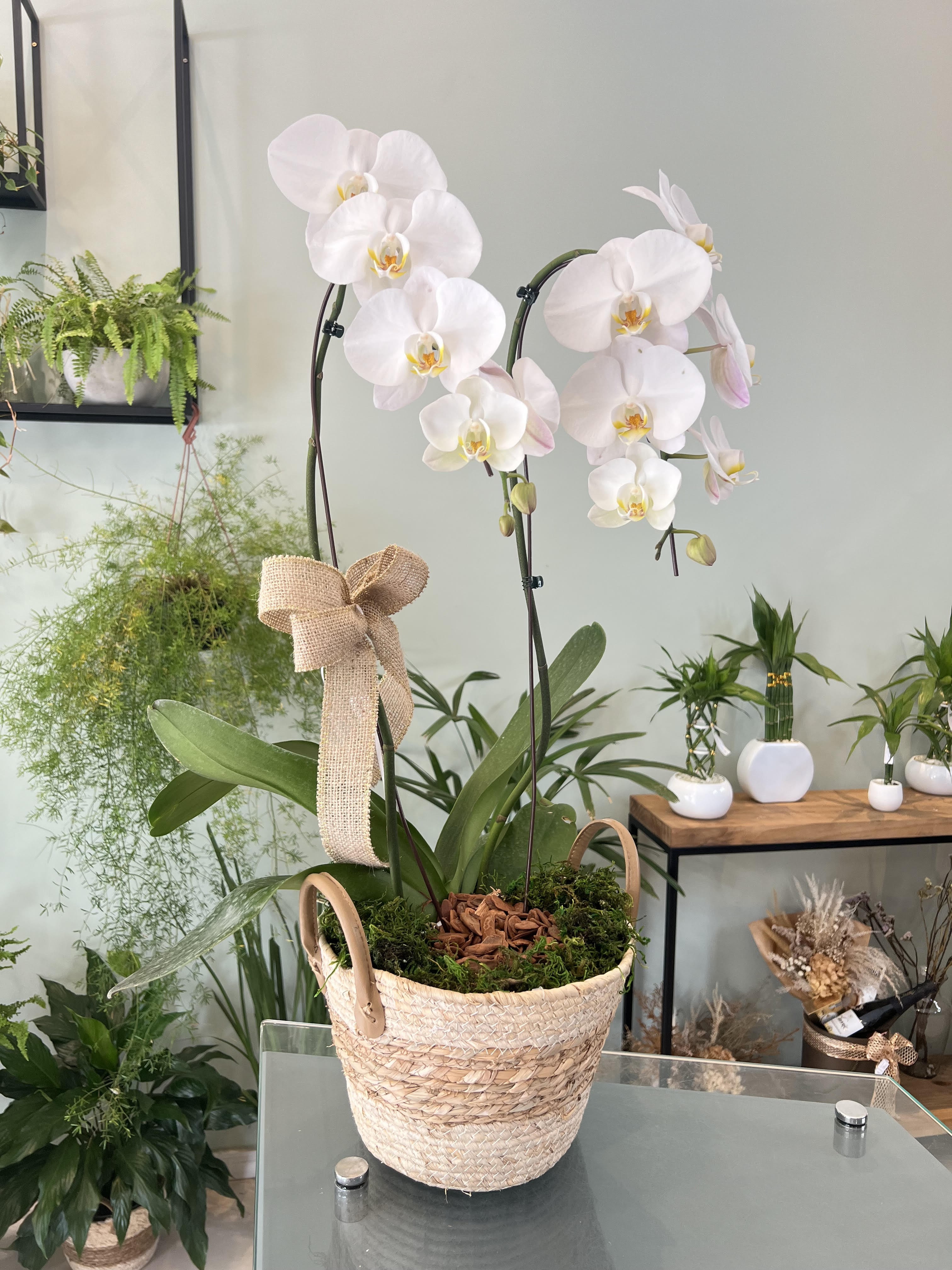 Foto do produto Jardim Orquídea Garden Blanc