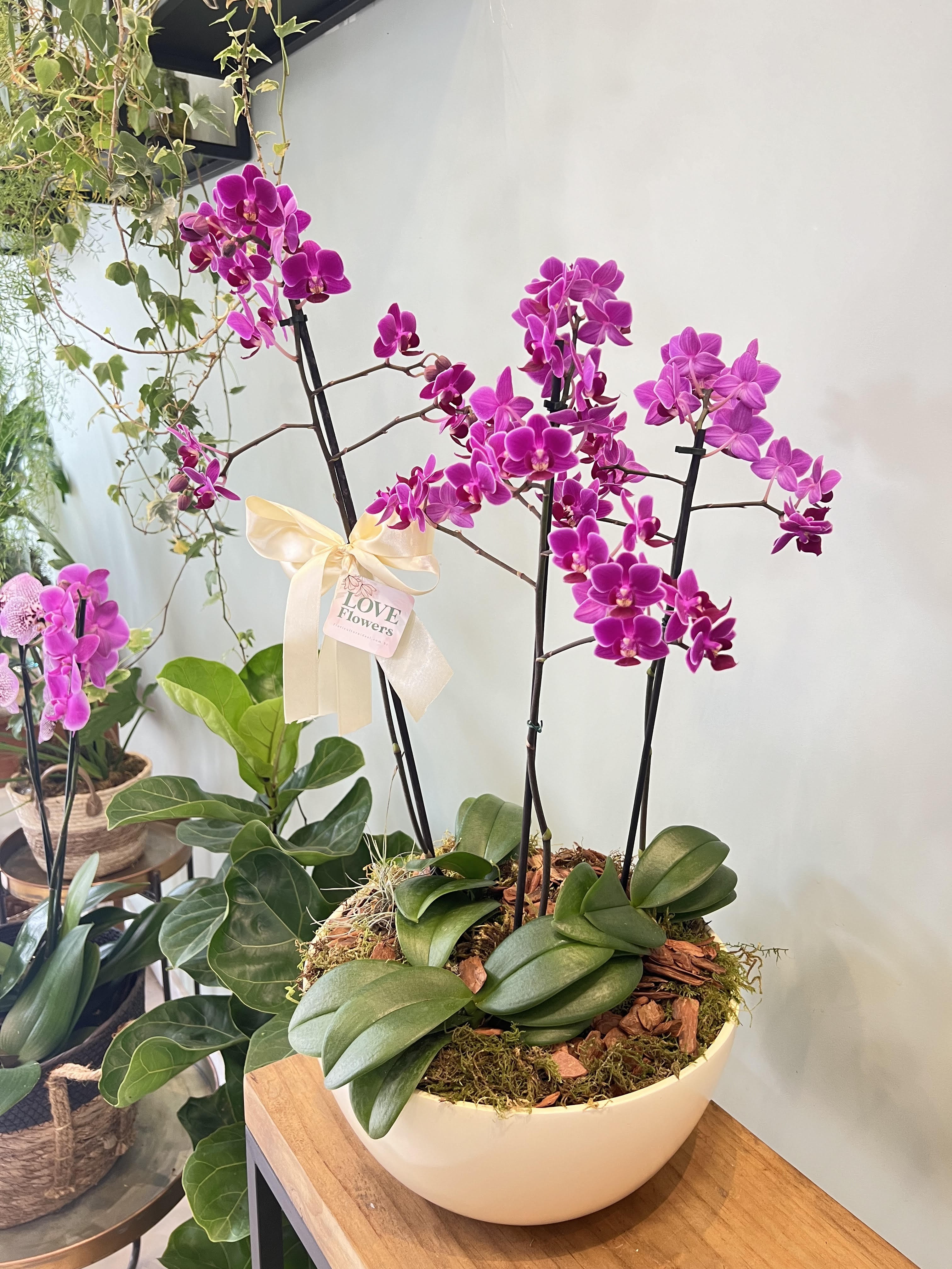 Foto do produto Jardim de mini Orquídea 