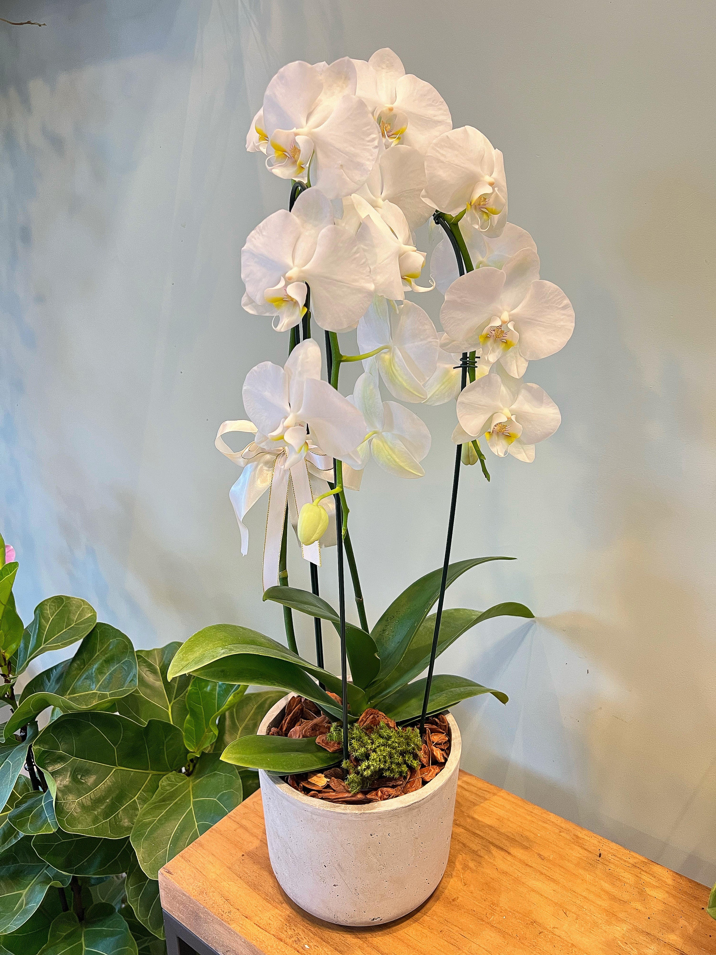 Foto do produto Orquídea Blanc