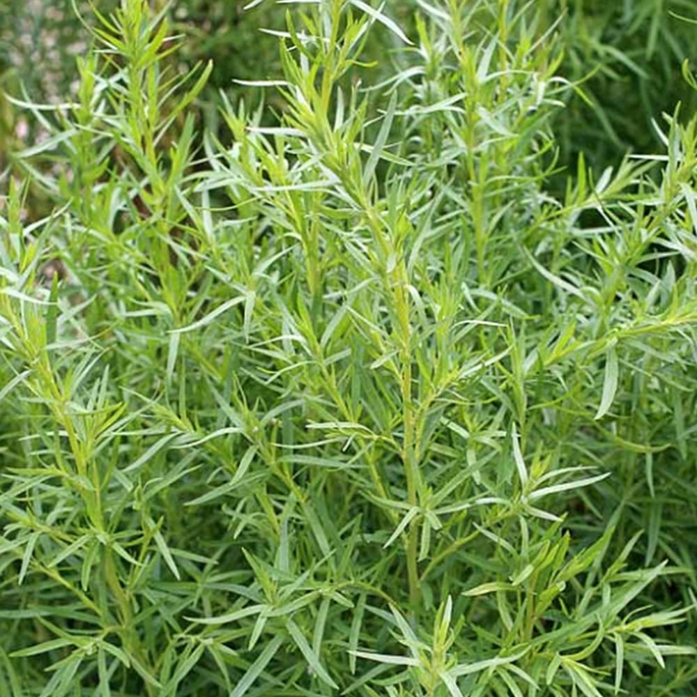 Chá de Saco Saco - Artemisia Dracunculus - 50g