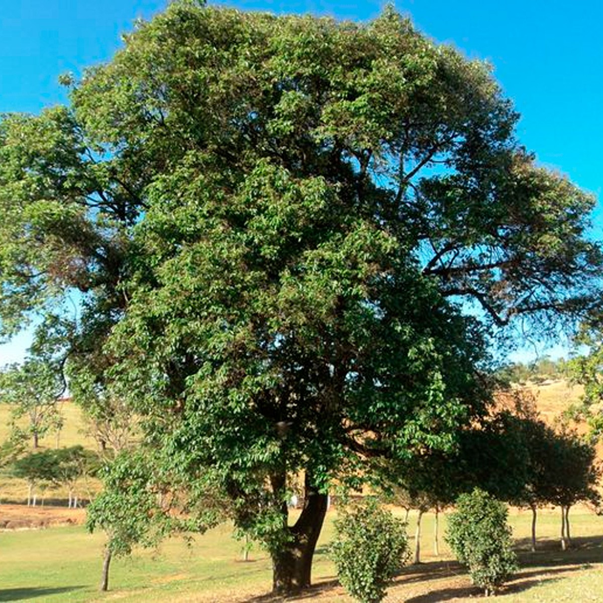 Chá de Açoita Cavalo (Casca) – Guazuma Ulmifolia – 100g