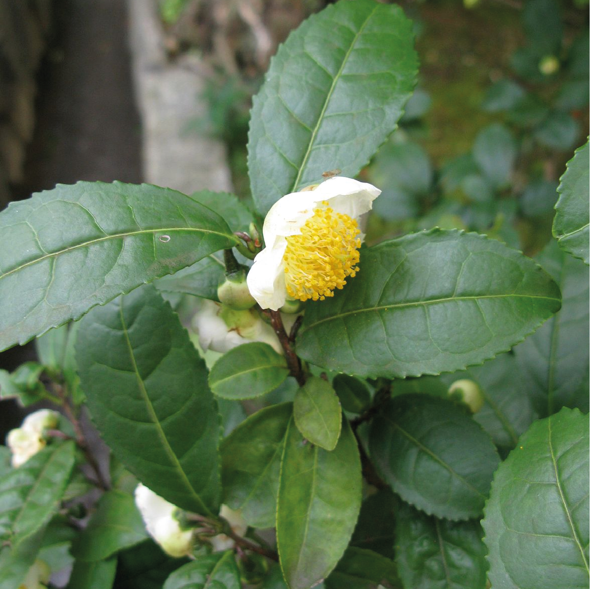 Chá Vermelho - Oolong - Camellia Sinensis - 100g