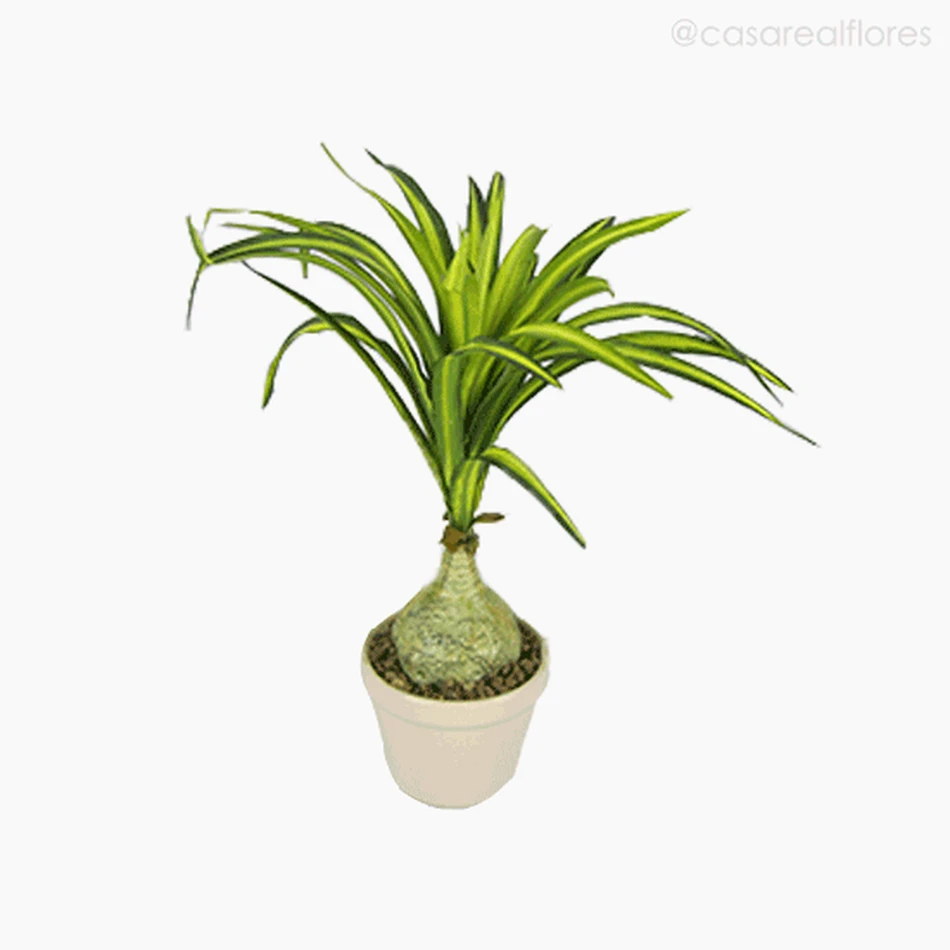 Mini Dracena Artificial - Verde (7763)