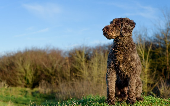 [guia de raça] - airedale-terrier - pelagem ]