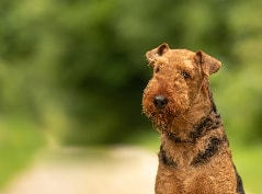 [guia de raça] - airedale-terrier - curiosidades ]