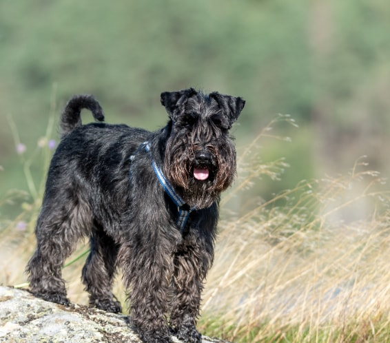 [guia de raça] - airedale-terrier - saúde]
