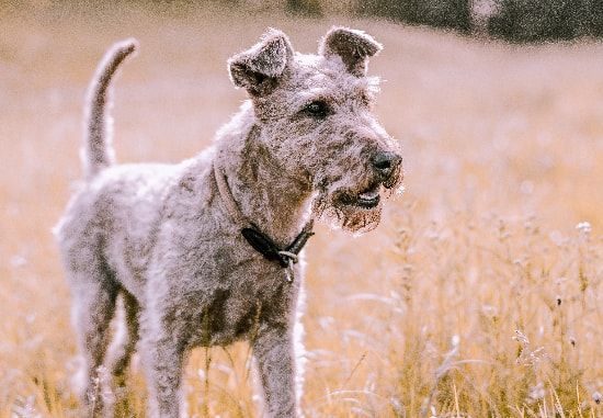 [guia de raça] - airedale-terrier - temperamento ]
