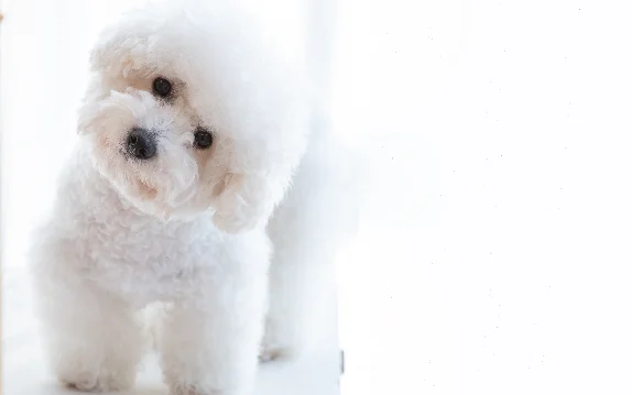 [guia de raça] - bichon-frise -pelagem ]