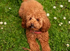 [guia de raça] - bichon-frise - dicas ]