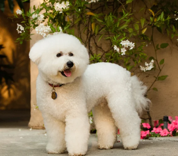 [guia de raça] - bichon-frise - saude ]