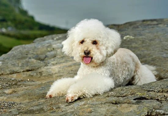 [guia de raça] - bichon-frise -temperamento ]