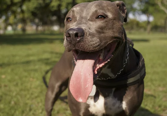 [guia de raça] - pitbull - Temperamento]