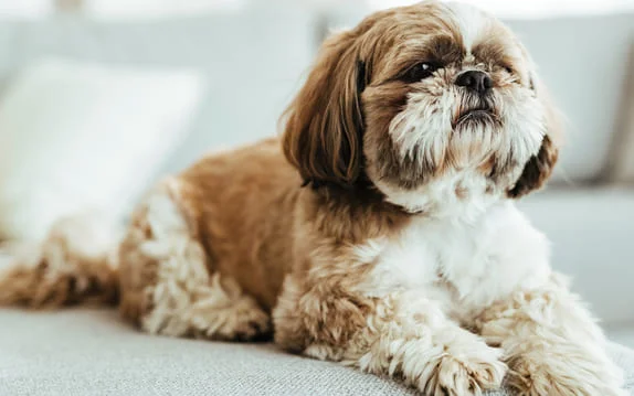 [guia de raça] - shih-tzu- tipo de pelagem]
