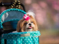 [guia de raça]- shih-tzu -carrossel dicas]