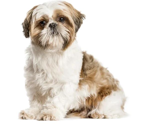 [guia de raça] - shih-tzu- problemas de saúde] 