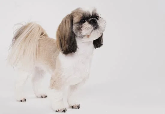 [guia de raça] - shih-tzu- Temperamento]