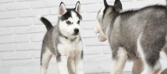 [guia de raça] - husky-siberiano- tipo de pelagem]