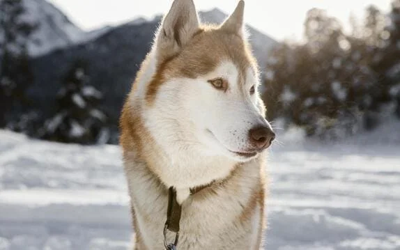 [guia de raça] - husky-siberiano- tipo de pelagem]