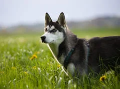 [guia de raça]- husky-siberiano -carrossel dicas]