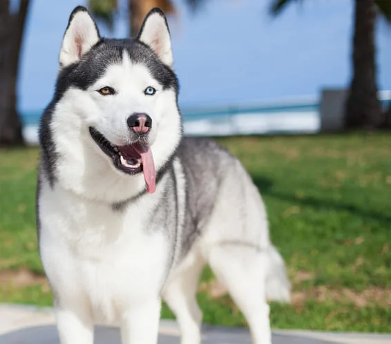 [guia de raça] - husky-siberiano- problemas de saúde] 