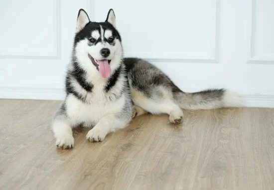 [guia de raça] - husky-siberiano- Temperamento]