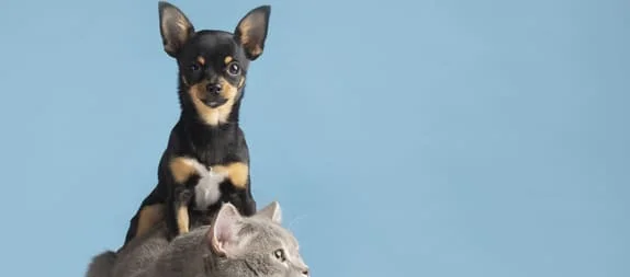 [guia de raça] - pinscher- tipo de pelagem]