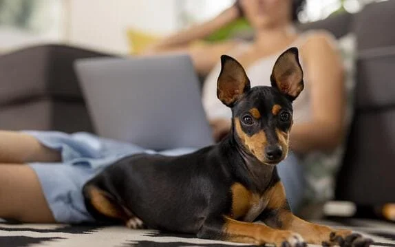 [guia de raça] - pinscher- tipo de pelagem]