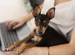[guia de raça]- pinscher -carrossel dicas]