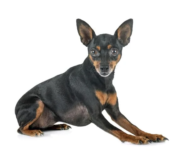 [guia de raça] - pinscher- problemas de saúde] 