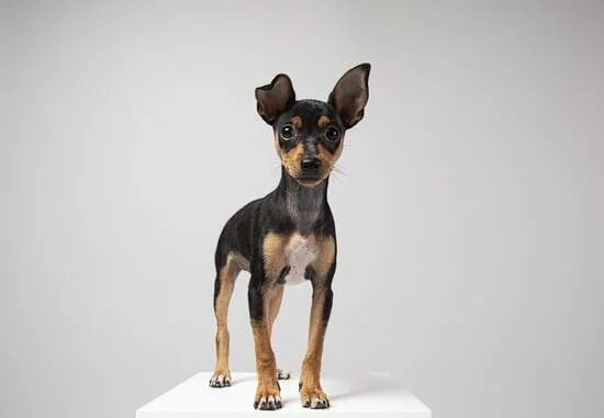 [guia de raça] - pinscher- Temperamento]