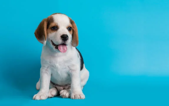 [guia de raça] - beagle- tipo de pelagem]