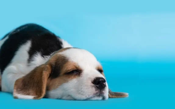 [guia de raça] - beagle- tipo de pelagem]