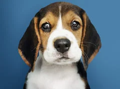 [guia de raça]- beagle -carrossel dicas]