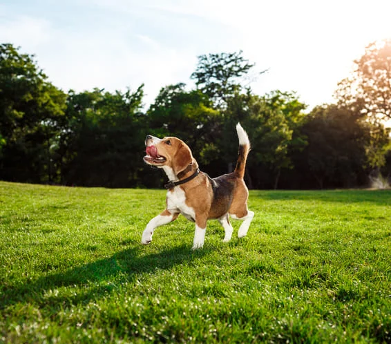 [guia de raça] - beagle- problemas de saúde] 